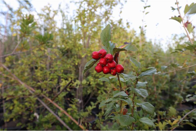 Crataegus x grignonensis -286