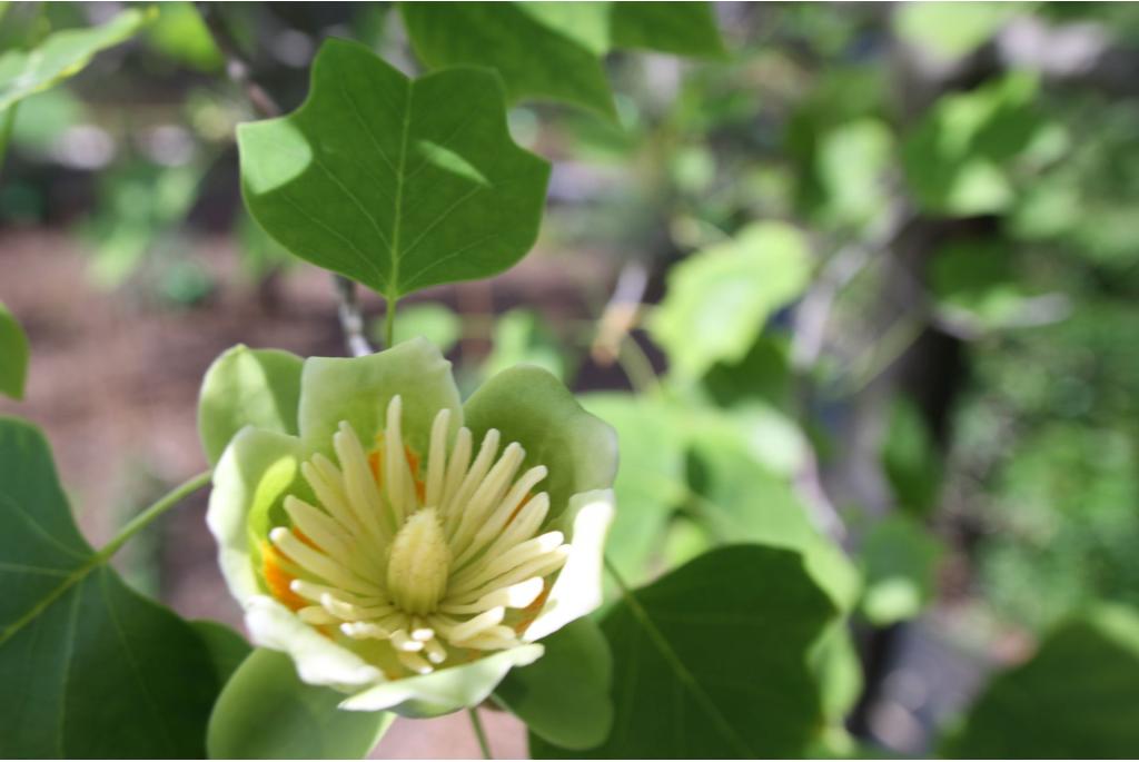 Amerikaanse tulpenboom