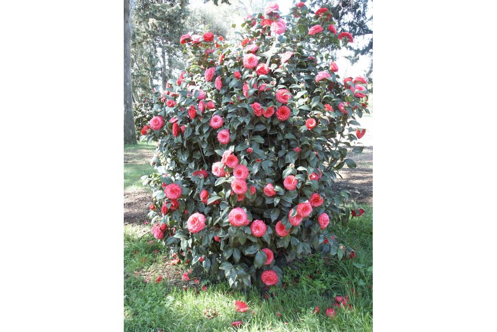 Japanse Camellia 'Ed Combatalade'