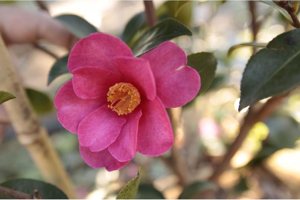 Camelia 'Hiryû'