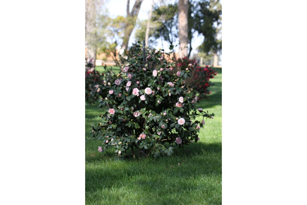 Japanse Camellia 'Kay Truesdale'