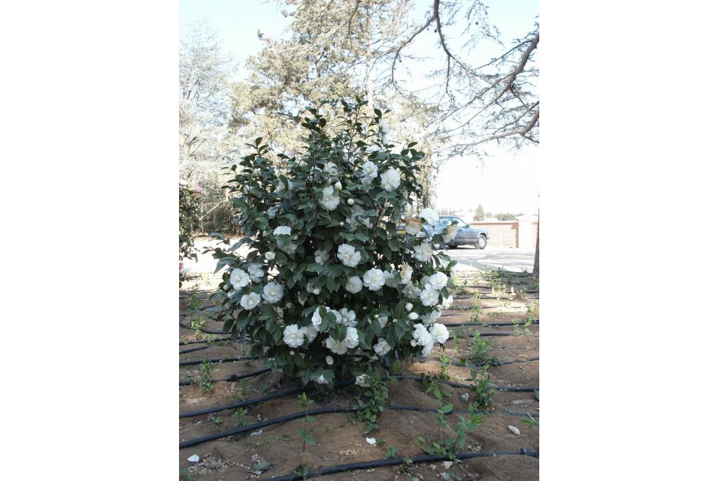 Japanse Camellia 'Purity'