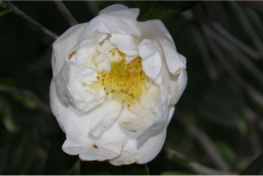 Japanse Camellia 'Gauntlettii'