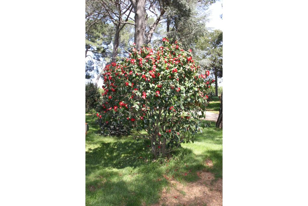 Japanse Camellia 'Kumagai'