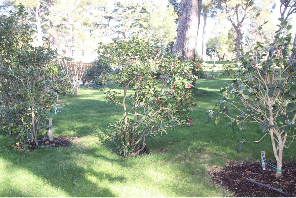 Japanse Camellia 'Yabu-tsubaki'