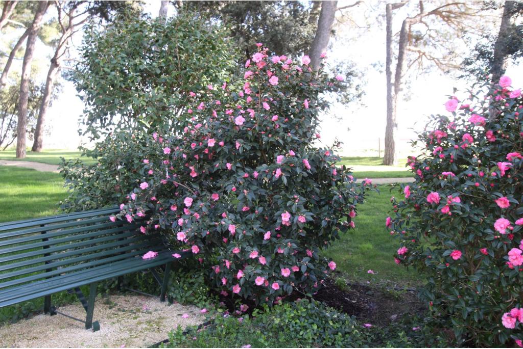 Camelia 'Spring Awakening'