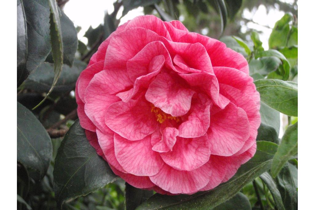 Japanse Camellia 'La Perouse'