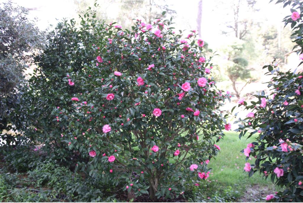 Camelia 'Adorable'