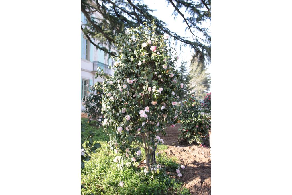 Japanse Camellia 'Souvenir de la Beaujoire'