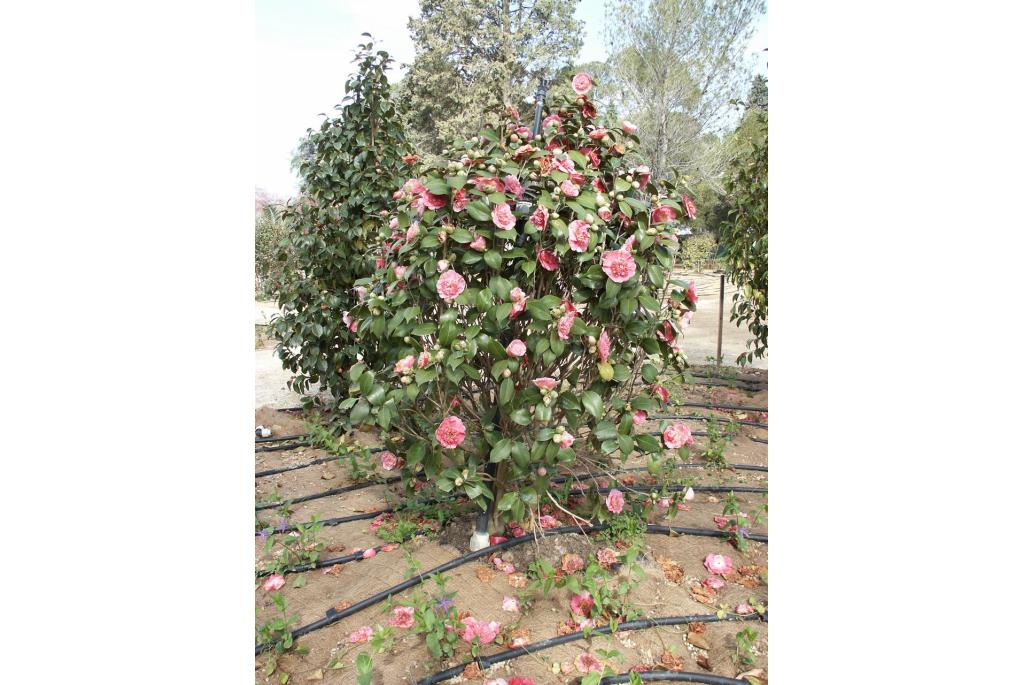 Japanse Camellia 'Tinker Bell'