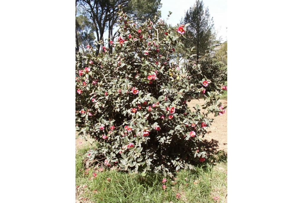 Camelia 'Bartley Pink'