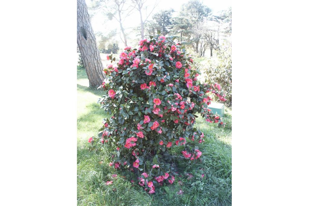 Japanse Camellia 'Mamithe'