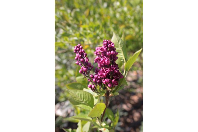 Syringa vulgaris 'Charles Joly' -334