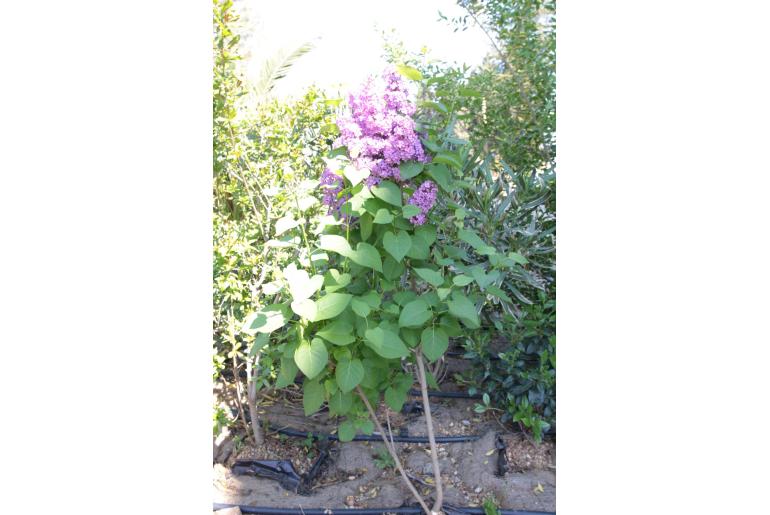 Syringa vulgaris 'Madame Harding' -335