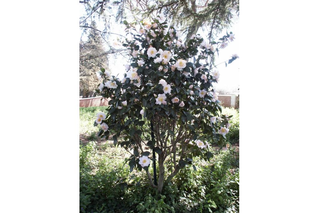 Japanse Camellia 'Gladys Wannamaker'