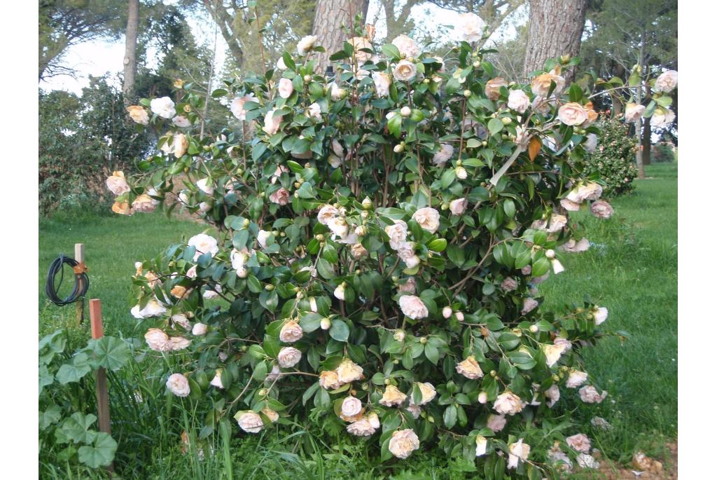 Japanse Camellia 'Barbara Mary'