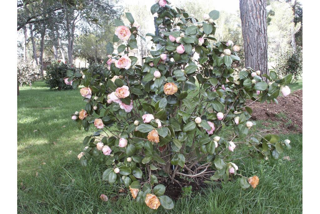 Japanse Camellia 'Betty Cuthbert'