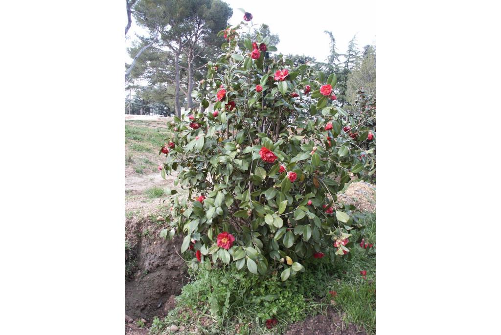 Japanse Camellia 'Aaron's Ruby'