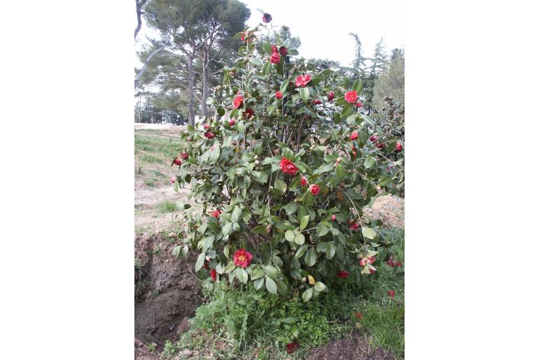 Camellia japonica 'Aaron's Ruby' -342