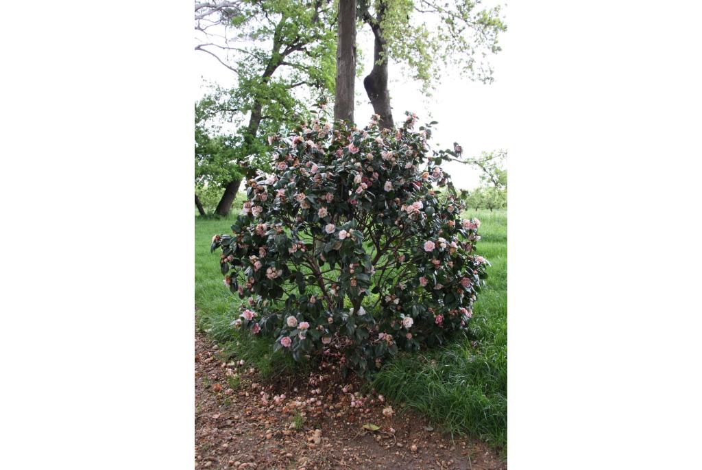 Japanse Camellia 'Sweetii Vera'