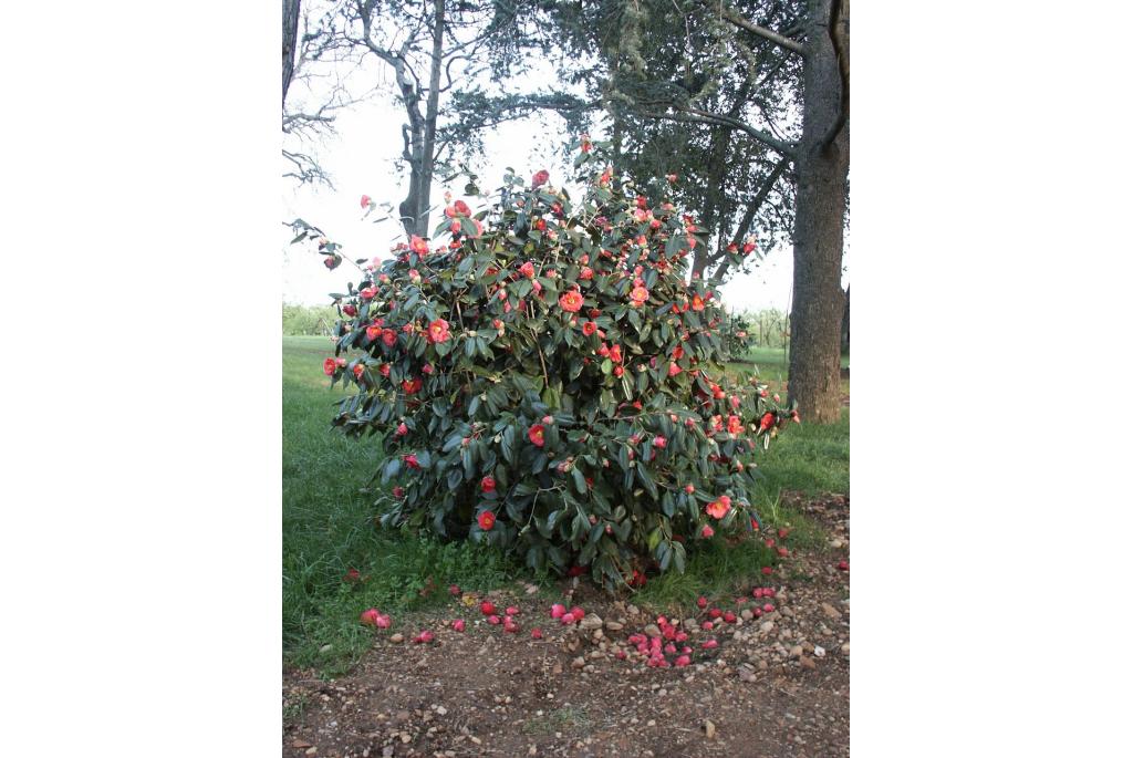 Japanse Camellia 'Les Namnetes'