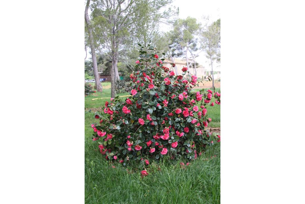 Japanse Camellia 'Souvenir d'Hubert Thoby'