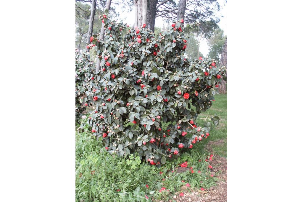 Japanse Camellia 'Conquerant'