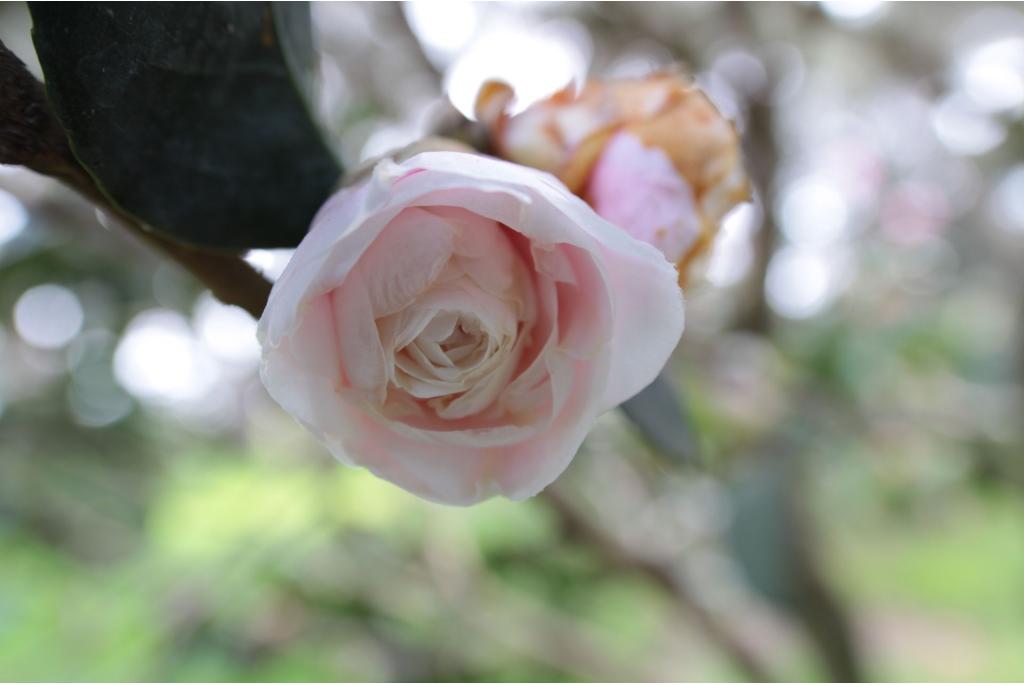 Japanse Camellia 'Comtesse du Hainaut'