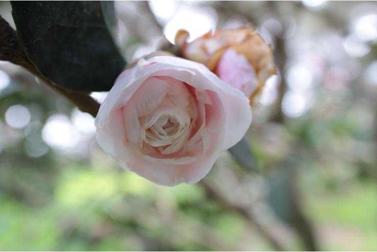 Camellia japonica 'Comtesse du Hainaut' -356