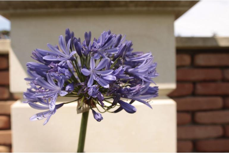 Agapanthus africanus 'Bleue' -364