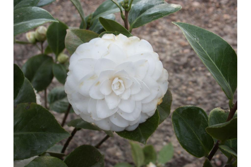 Japanse Camellia 'Alba Plena'