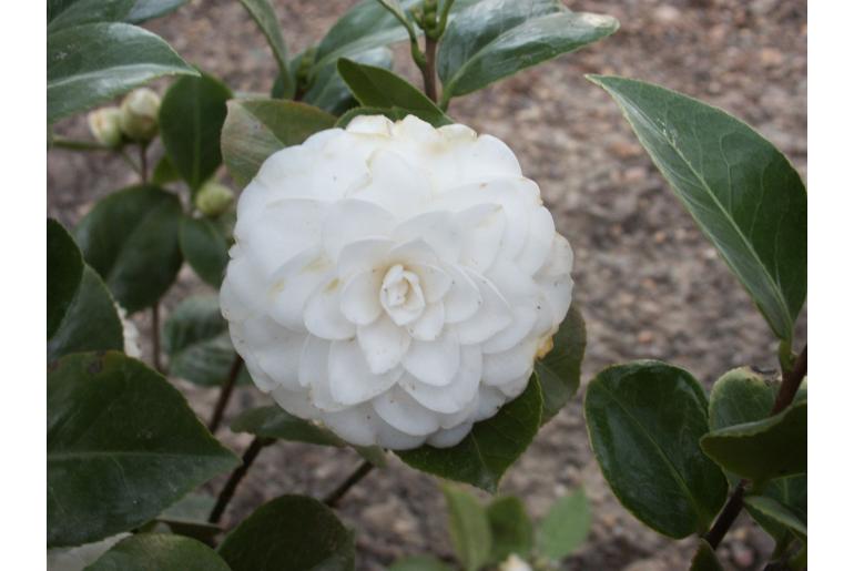 Camellia japonica 'Alba Plena' -378