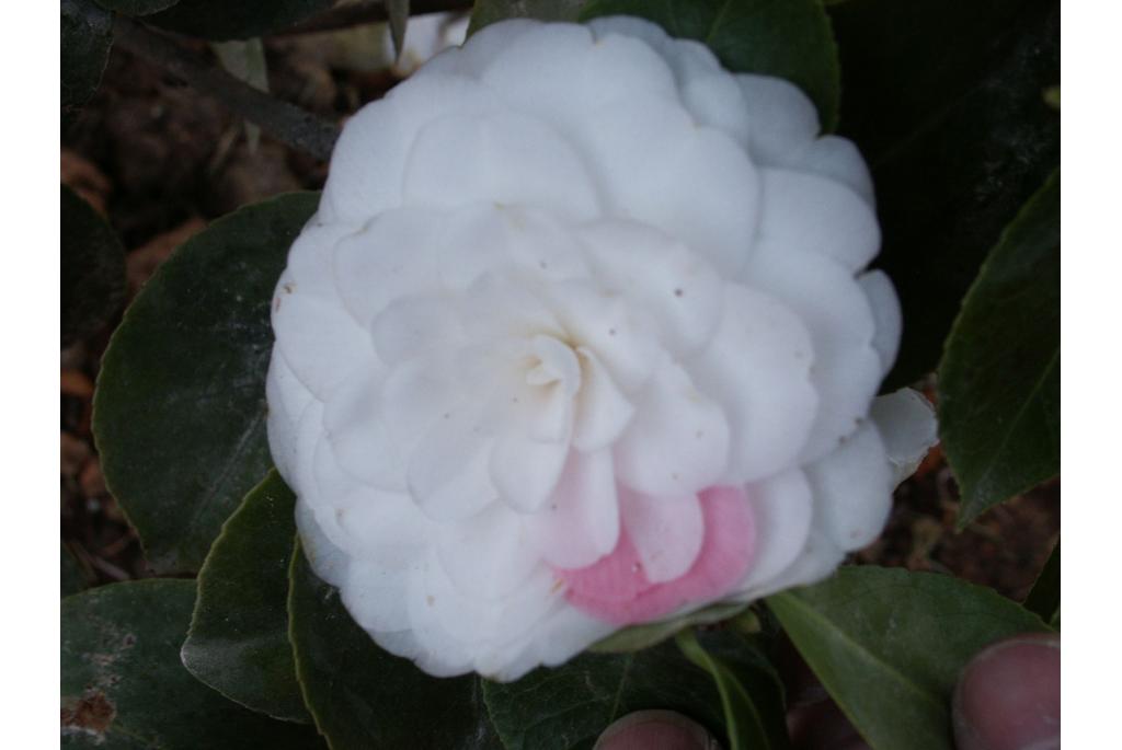 Japanse Camellia 'Surpreza de Jose Marques Loureiro'