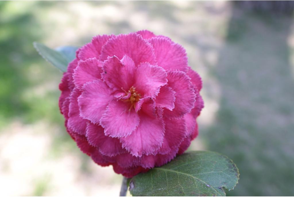 Japanse Camellia 'Doutor Balthazar de Mello'