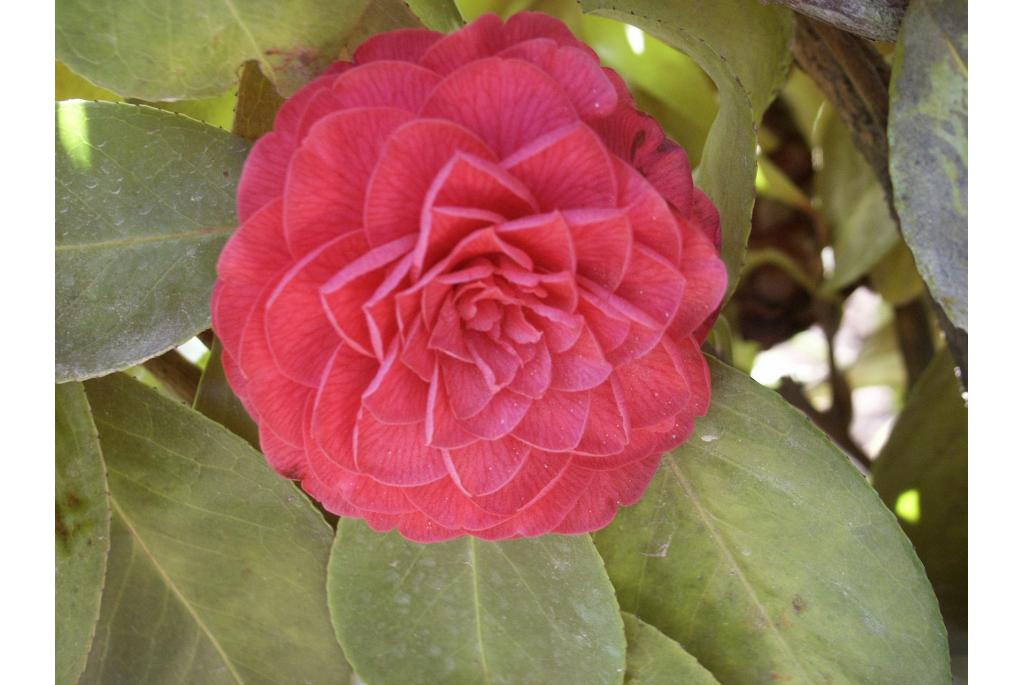 Japanse Camellia 'Madame Ambroise Verschaffelt'