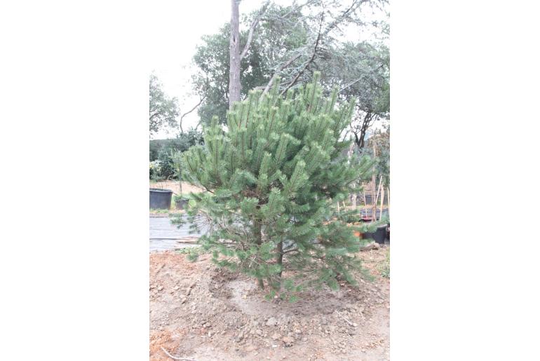 Pinus mugo -419