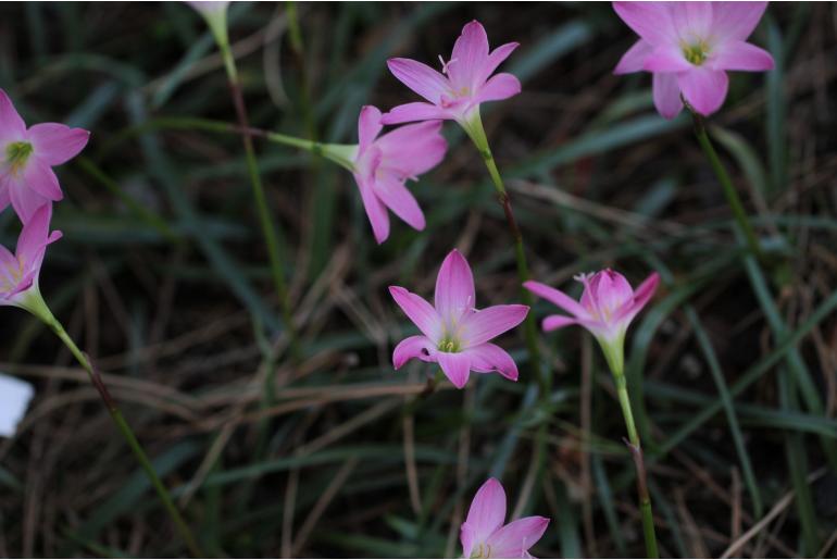 Zephyranthes rosea -422