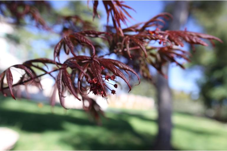 Acer palmatum 'Trompenburg' -426