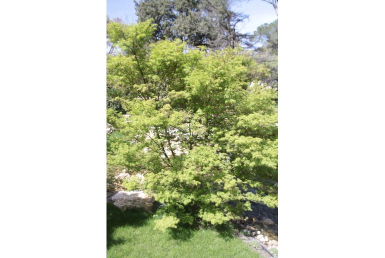 Acer palmatum 'Dissectum Viridis' -427