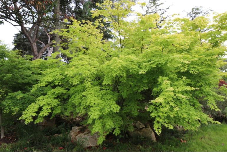 Acer palmatum 'Orange Dream' -429