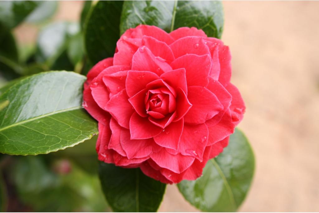 Yunnan Camelia 'Black Lace'