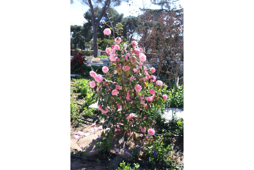 Camelia 'Spring Festival'