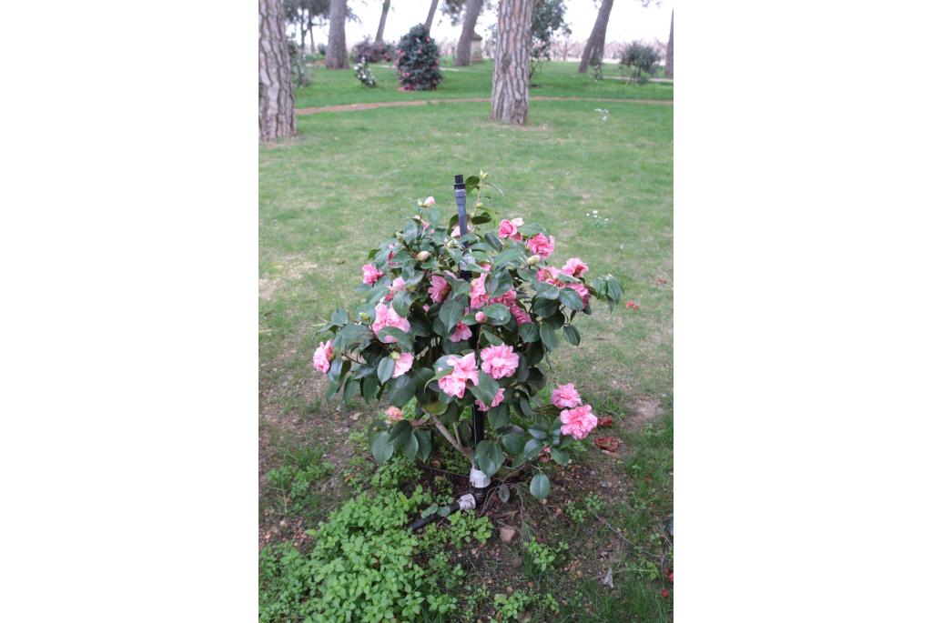 Japanse Camellia 'Kick-Off'