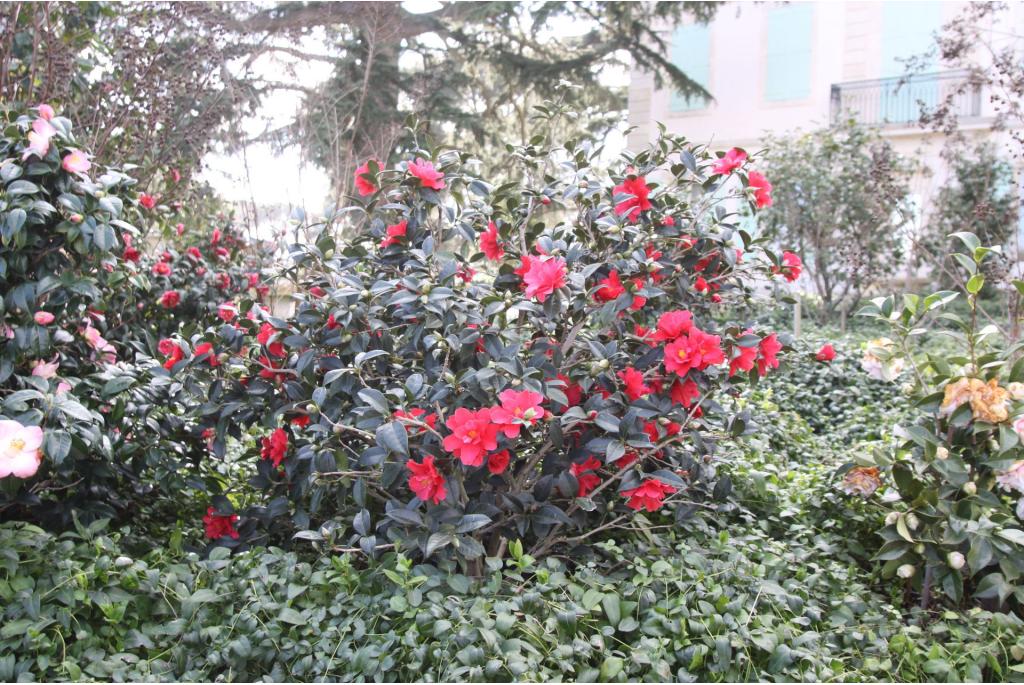 Camelia 'Freedom Bell'