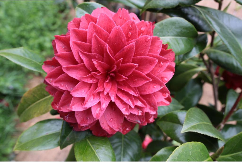 Japanse Camellia 'Manuroa Road'