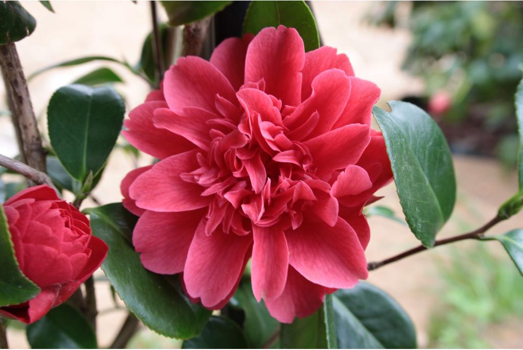 Japanse Camellia 'Mark Alan'