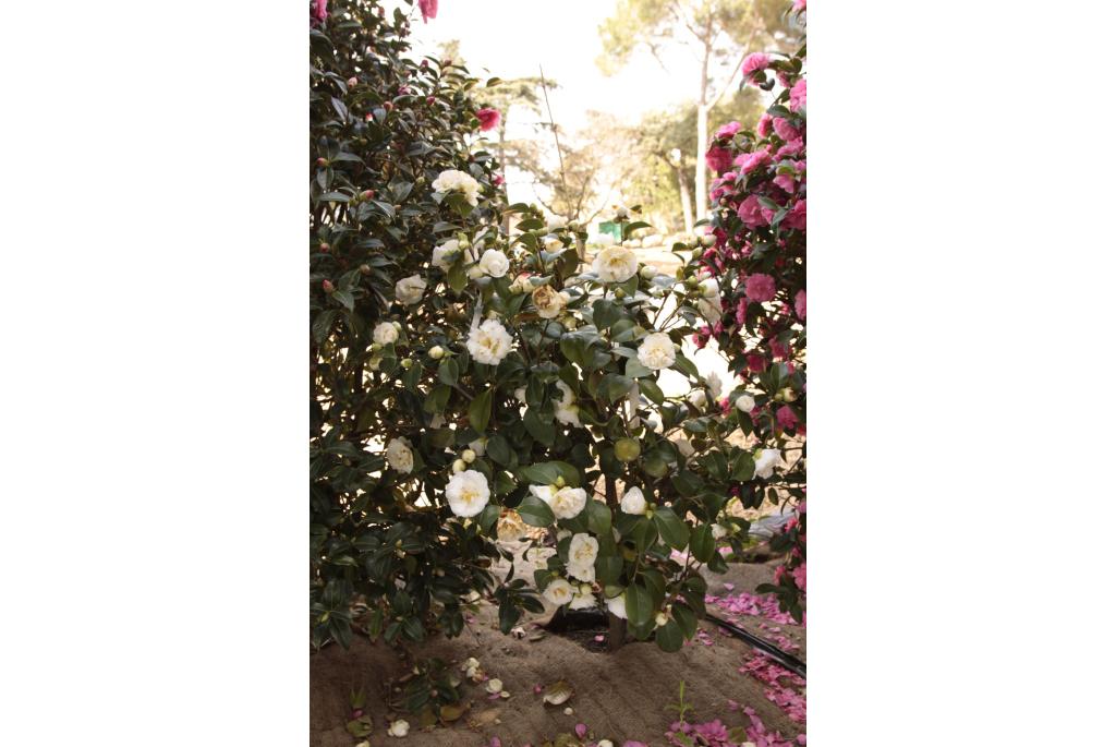 Japanse Camellia 'Nobilissima'