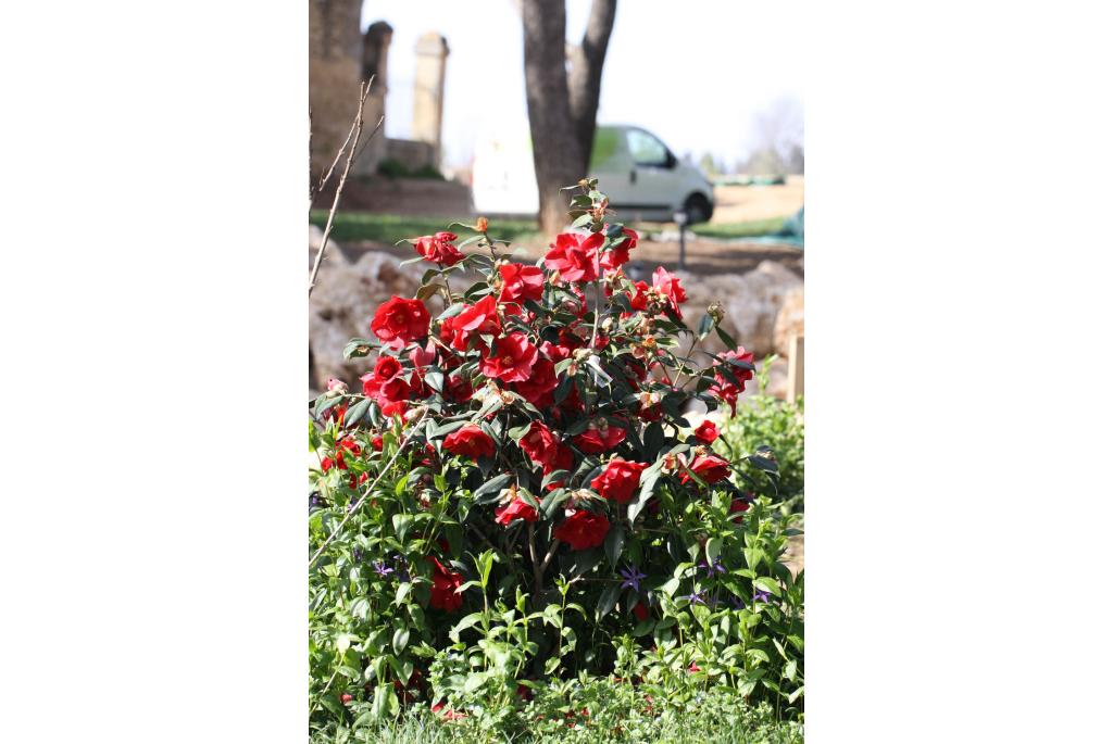 Japanse Camellia 'Royal Velvet'