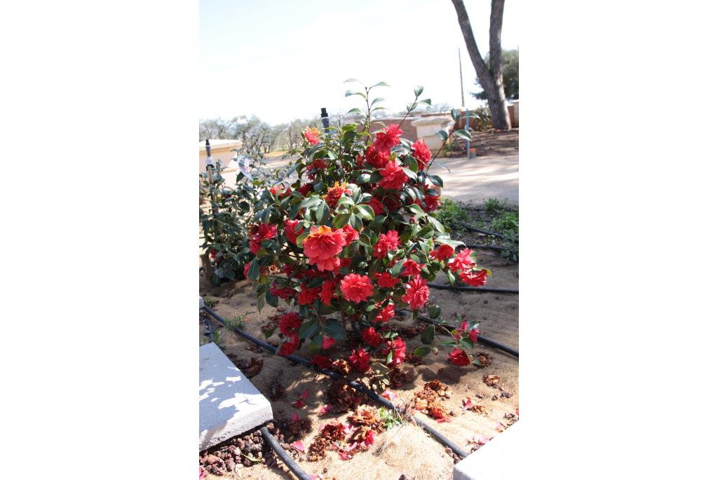 Japanse Camellia 'Volcano'