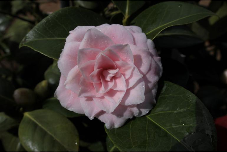 Camellia japonica 'Souvenir de Bahuaud Litou' -462